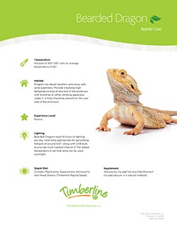 Reptile Bearded Dragons Food Chart