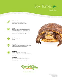 Box Turtle Diet Chart