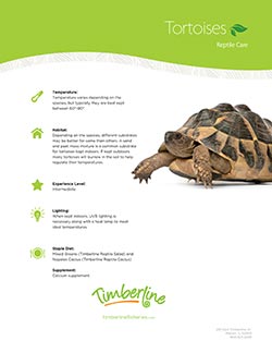 Indian Star Tortoise Diet Chart