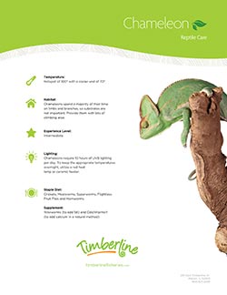 Reptile 2024 care sheet