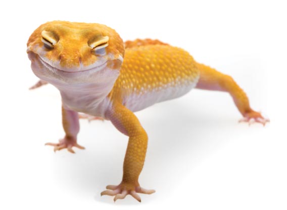 Caring For Leopard Geckos Timberline