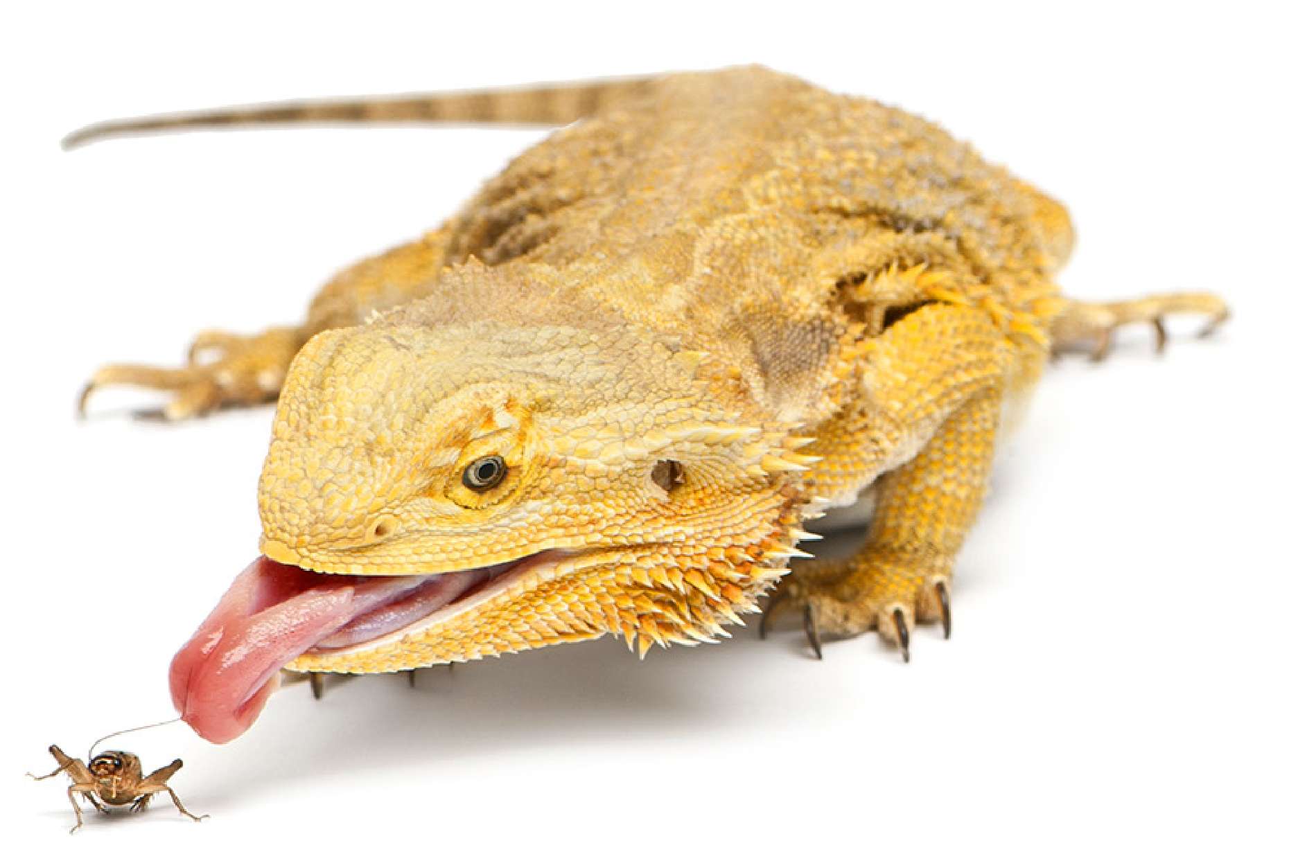 lizard eating Timberline cricket